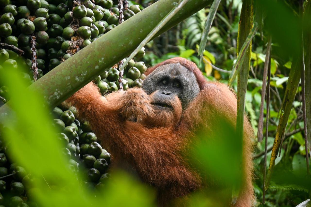 Sumatra Expedition Lodge บูกิตลาวัง ภายนอก รูปภาพ