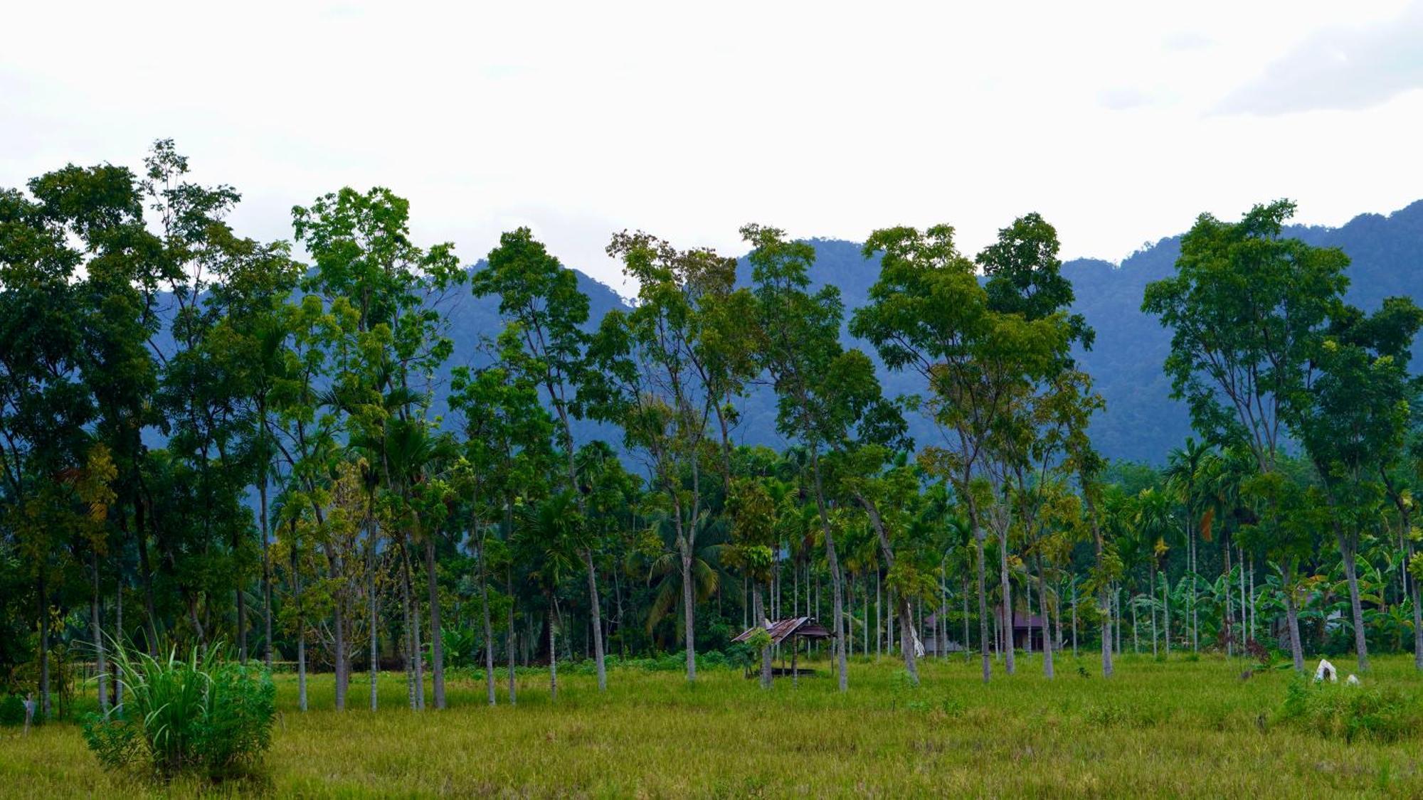 Sumatra Expedition Lodge บูกิตลาวัง ภายนอก รูปภาพ