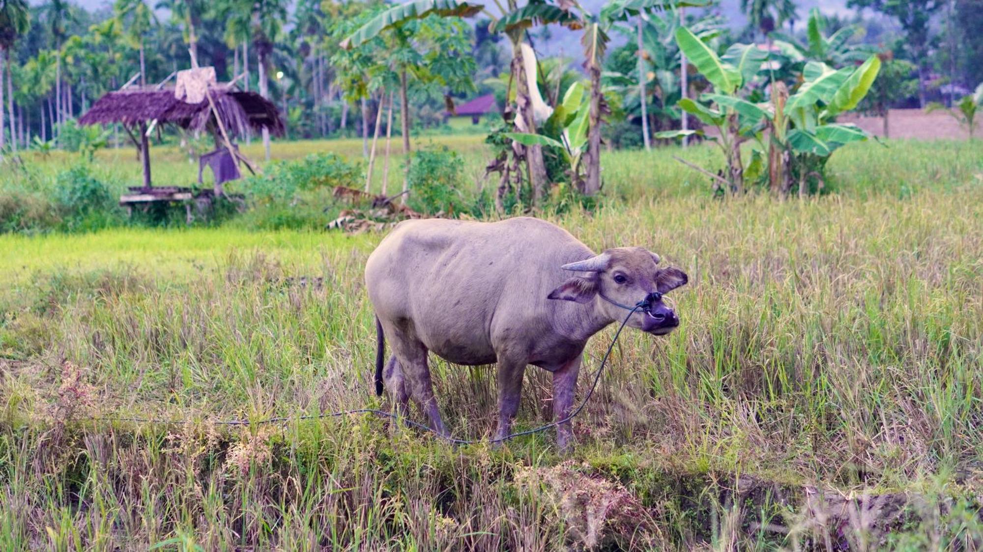 Sumatra Expedition Lodge บูกิตลาวัง ภายนอก รูปภาพ